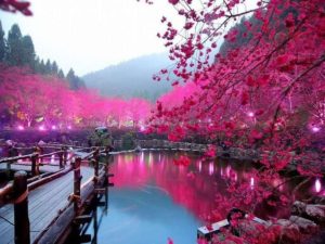 sakura-flowers-live-wallpaper-0ff431-h900