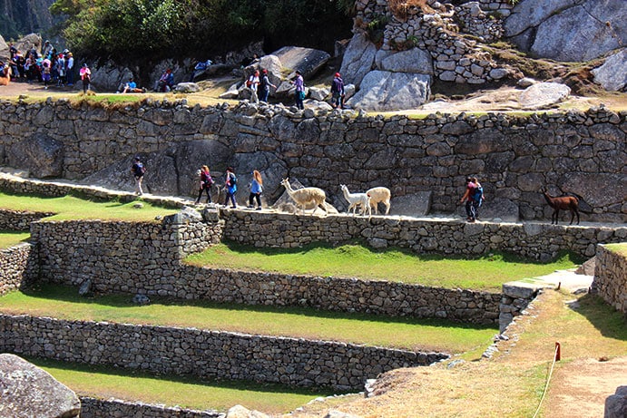 lhamas em Machu Picchu