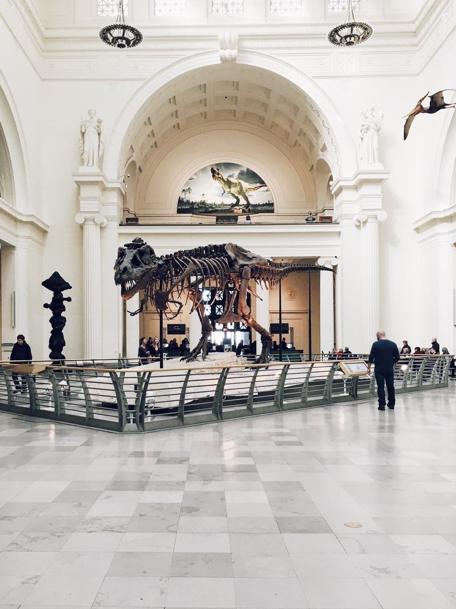 Museu - Dinossauro