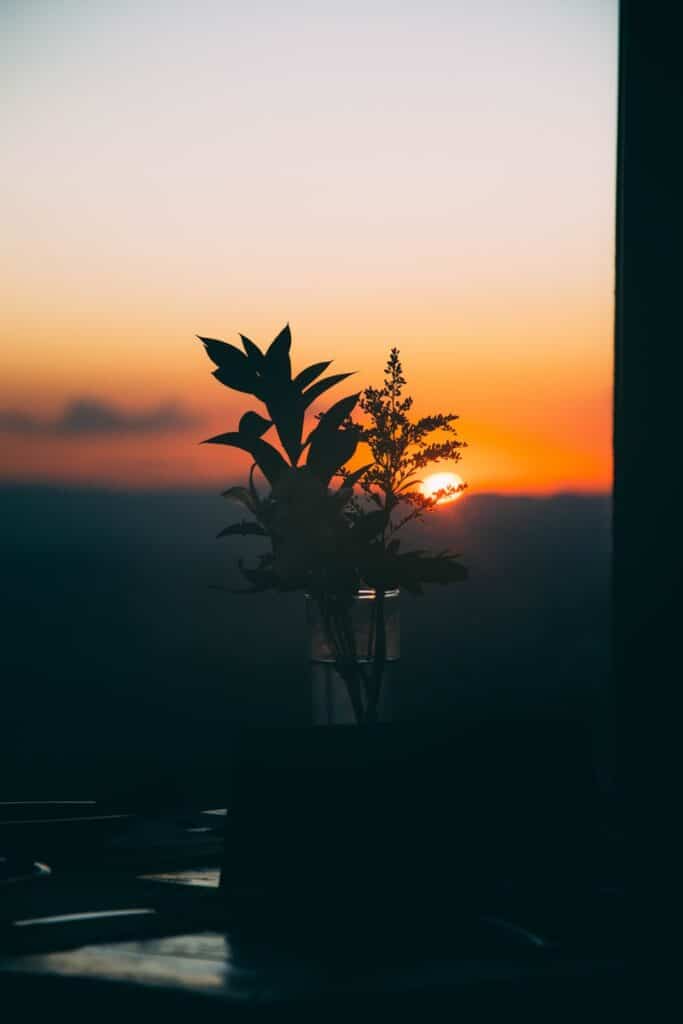 Planta no casarão antigo