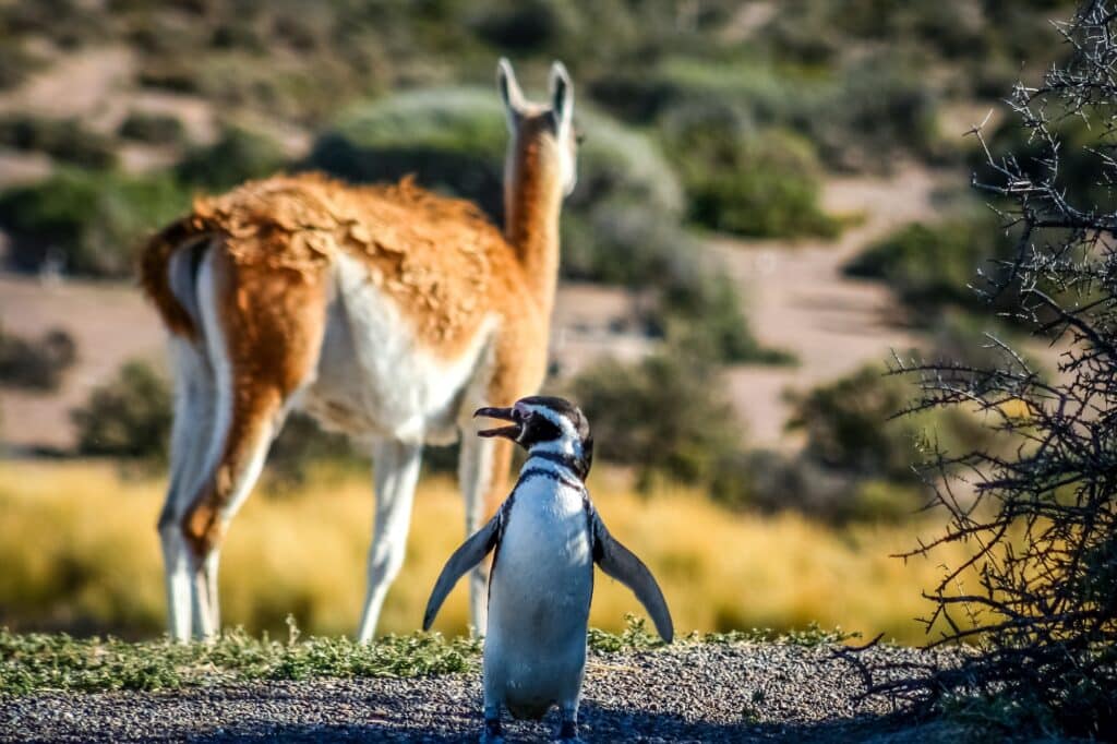 Destinos na Argentina - Punta Tombo