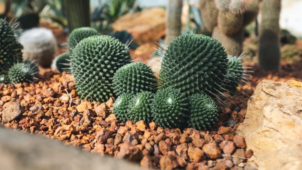 Cactus do Jardim Botânico