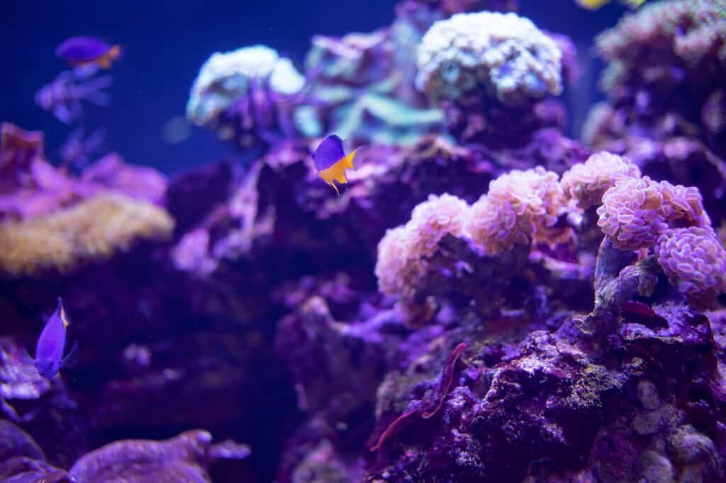 Aquário de água salgada, Bioparque Temaiken. Zoológico de Buenos Aires