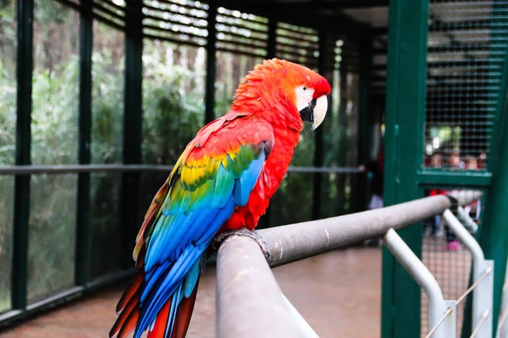 Arara no aviário do Bioparque Temaiken. Zoológico de Buenos Aires