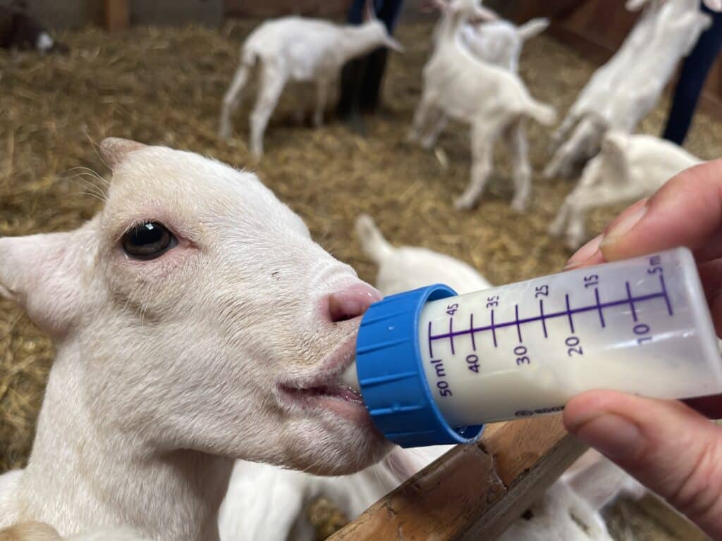 Cabras na fazendinha do Bioparque Temaiken. Zoológico de Buenos Aires