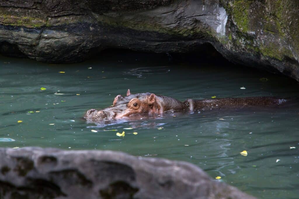 Hipopótamo no Bioparque Temaiken. Zoológico de Buenos Aires