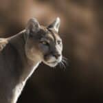 Puma, Bioparque Temaiken. Zoológico de Buenos Aires