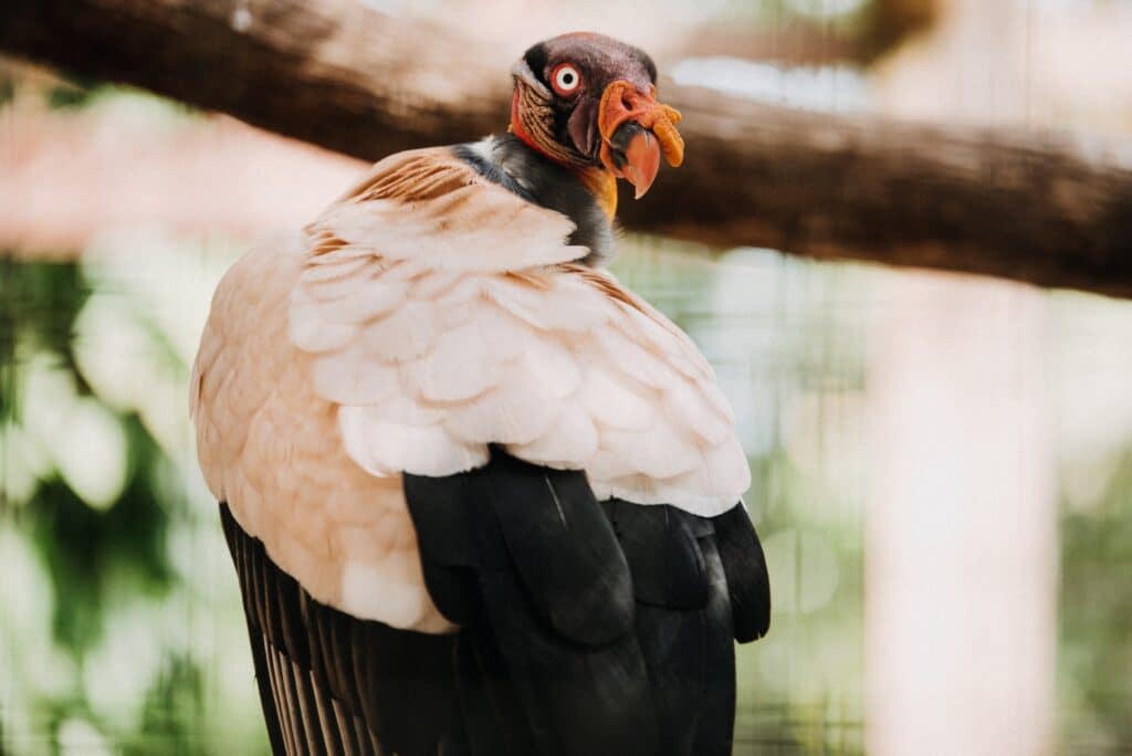 Urubu Rei, Bioparque Temaiken. Zoológico de Buenos Aires