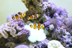 Aquário Balneário Camboriú, peixe palhaço ou nemo